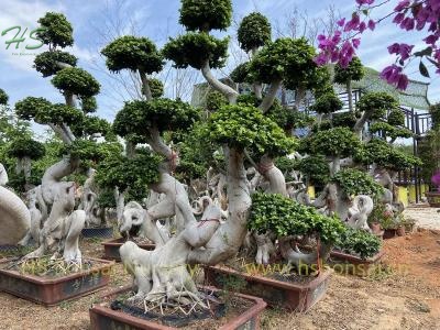 Chinese Ficus Bonsai Root Shape For Design