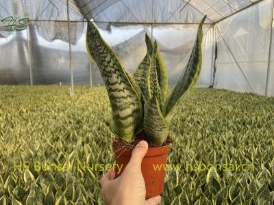 Table Plant Sansevieria Trifasciata Futura Superba Bonsai