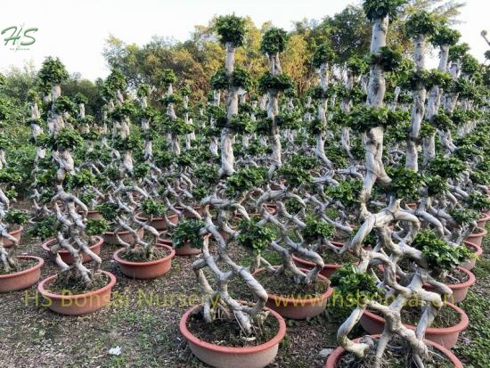 Chinese Ficus Bonsai 7 holes For Design