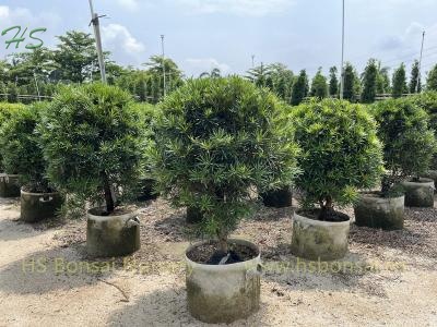 Chinese Podorcarpus Bonsai ball shape