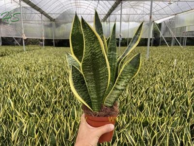 Gold Leaves Sansevieria Trifasciata Futura Superba Bonsai