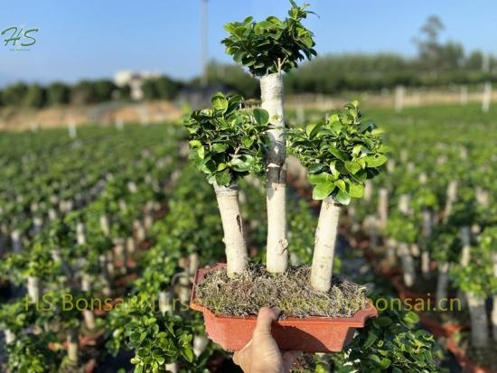 Bonsai figure-leaf figurine Ficus with shape