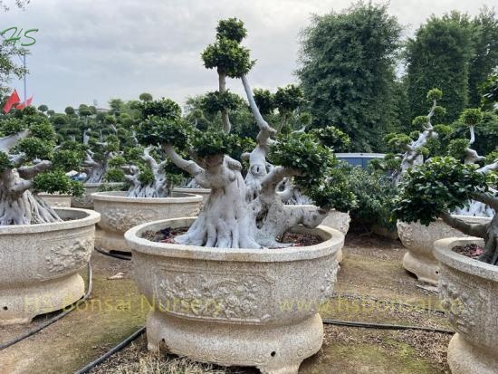  Aerial shima root beautiful tree