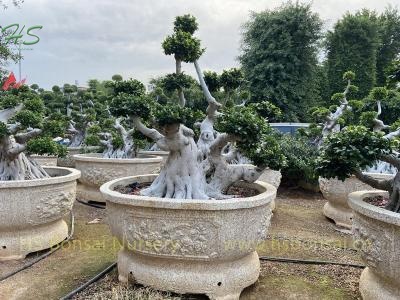  Aerial shima root beautiful tree