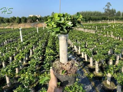 A single stem ficus bonsai