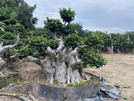 Aerial Root Old Plant Ficus Microcarpa