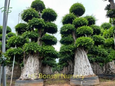  Multi Root Ficus Bonsai of Beautiful From China
