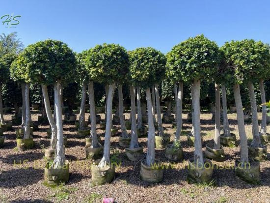 Outdoor Ficus Beautiful  Bayan Tree