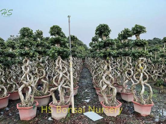 Best Sellers Beautiful Basket Bonsai