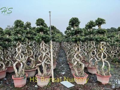 Best Sellers Beautiful Basket Bonsai