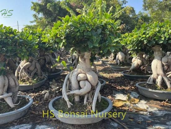 Beautiful Ficus Ginseng Bonsai From China