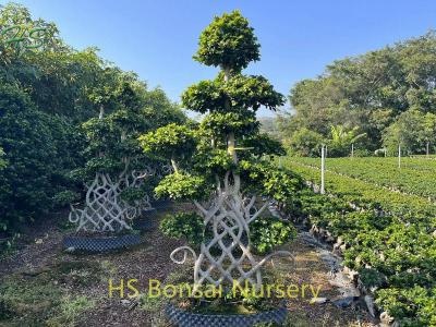 Chinese  Net Shape Ficus Bonsai Tree