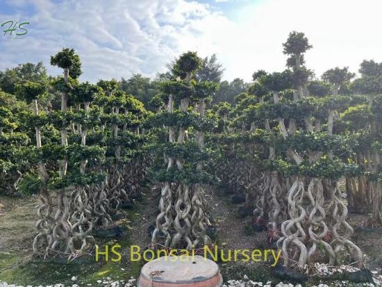 Chinese 8 Shape Combined Ficus Bonsai Tree