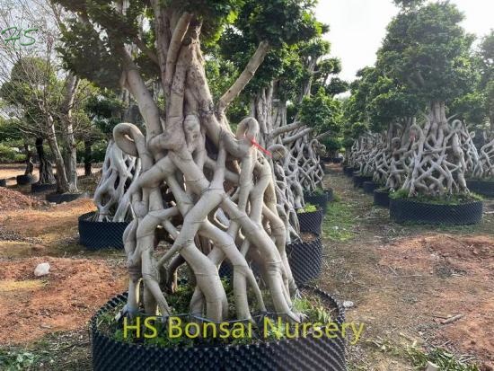 Chinese  Net Shape Ficus Bonsai Tree