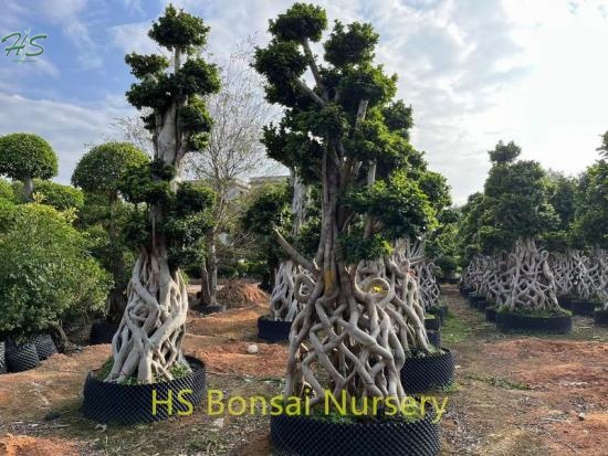 Chinese  Net Shape Ficus Bonsai Tree