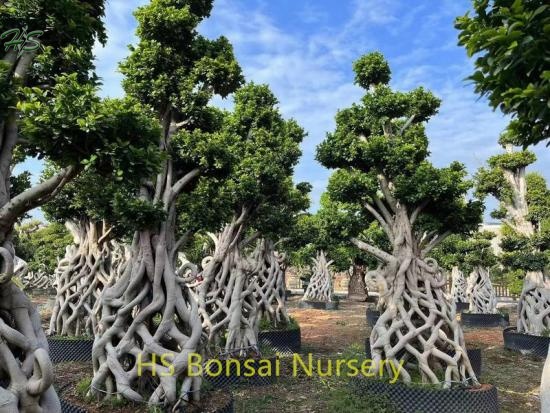 Chinese Beautiful Net Shape Ficus Bonsai Tree