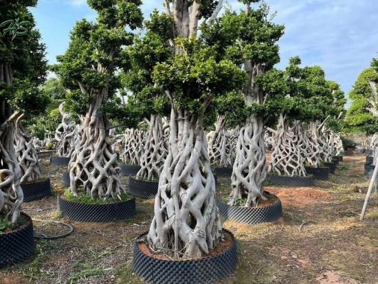 Best Sellers Chinese  Net Shape Ficus Bonsai Tree