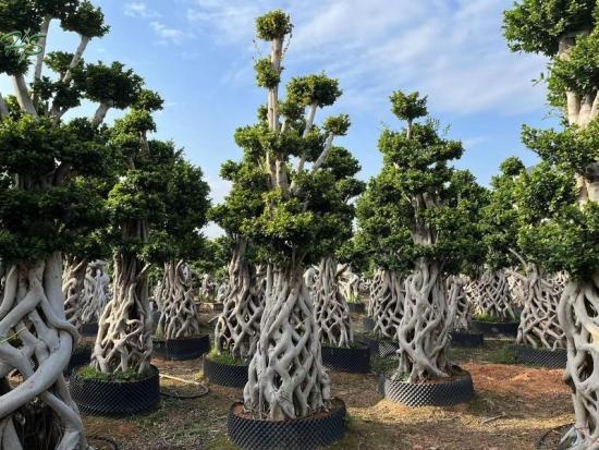 Best Sellers Chinese  Net Shape Ficus Bonsai Tree