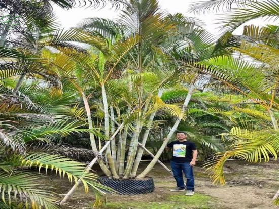 Top Quality Dypsis Lutescens Areca