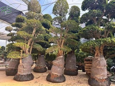 Landscaping  ficus aerial root bonsai golden leaves