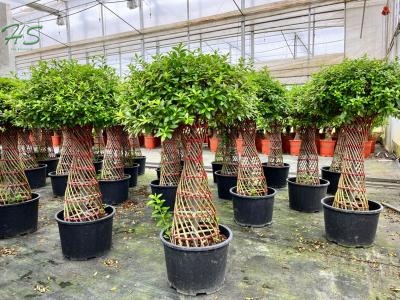 Wholesale Rhododendron Nurseries