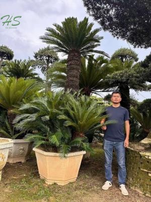 Chinese Podorcarpus Bonsai ball shape podocarpus macrophyllus for sale