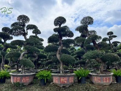 Tranquil Elm Landscape Chinese Elm Bonsai