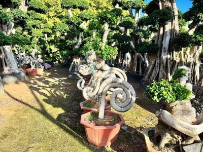 Ficus Microcarpa with Unique Root Structure