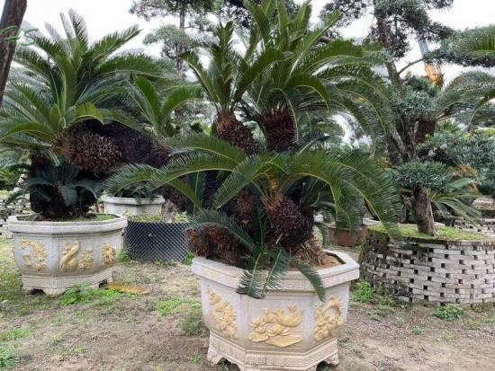 Single Trunk Potted Cycas revoluta