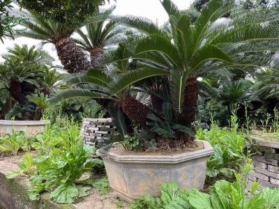 Single Trunk Potted Cycas revoluta