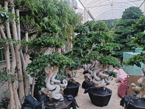 Ficus Microcarpa with Unique Root Structure