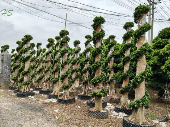 A Brief Guide to Caring for Dragon Pillar Ficus