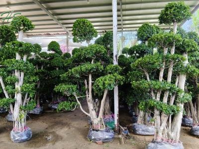 ficus microcarpa middle dragon shape bonsai