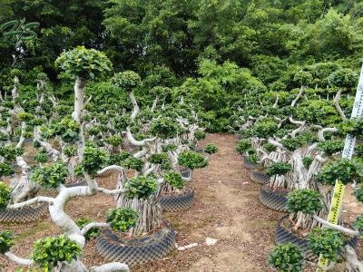 Beautiful Strange Branches Of Ficus Microcarpa