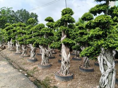 Ficus Microcarpa Bonsai Tree