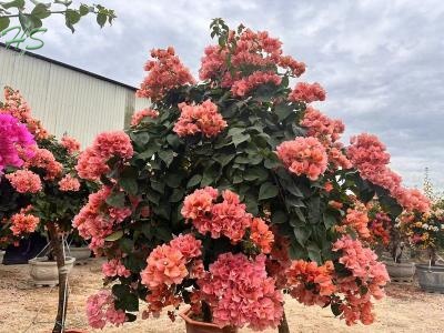  Bonsai Bougainvillea Flower Varietyy