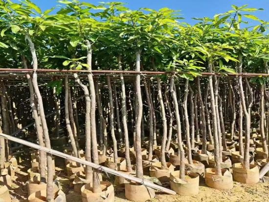 High-quality Mango Saplings Available For Purchase