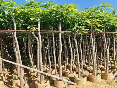High-quality Mango Saplings Available For Purchase