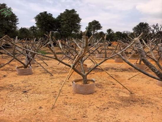 Beautiful Frangipani Sapling