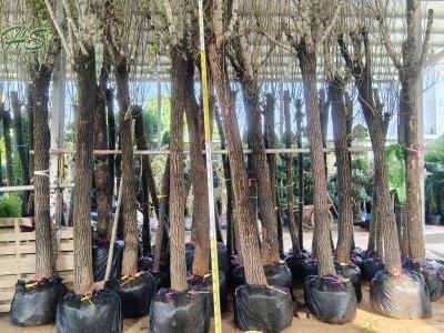 Willow Trees At Discounted Prices