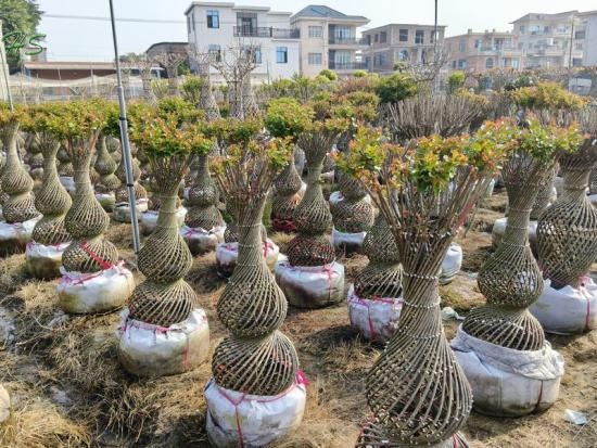 lagerstroemia indica tree, lagerstroemia indica plant