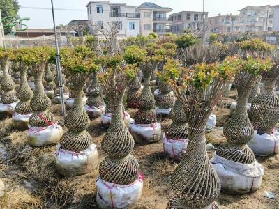 lagerstroemia indica tree, lagerstroemia indica plant