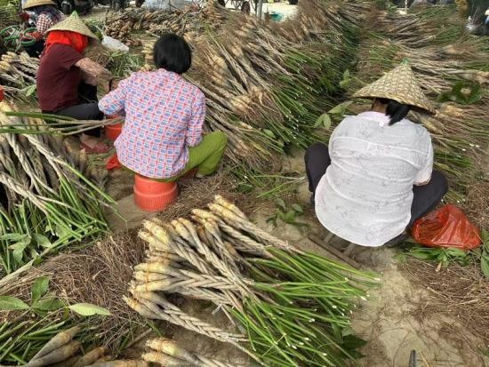 Wholesale beautiful pachira macrocarpa