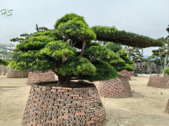 Podocarpus Costalis bonsai tree