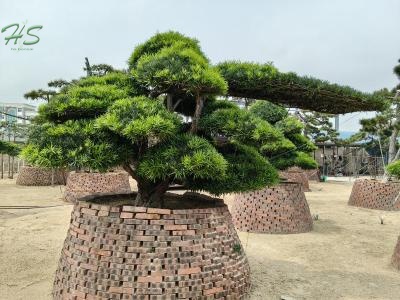 Podocarpus Costalis bonsai tree