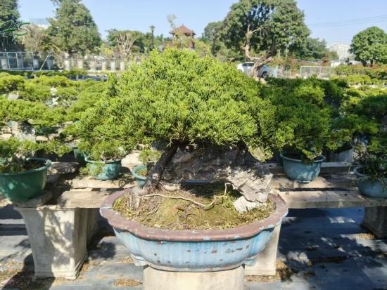 Beautifui small juniper bonsai with unique shape