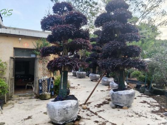 Potted Loropetalum Chinense Fringe Red Flower