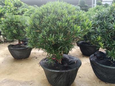 Nice Live Plants  Pinus Thunbergii Parl