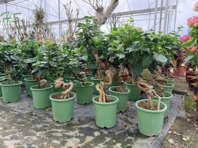  Root-Lifted Bougainvillea: Exquisite Bonsai with Timeless Vintage Charm