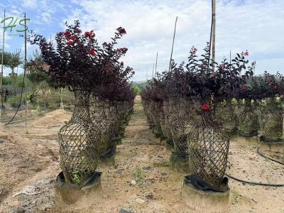 Lagerstroemia Indica Bottle Cage Bonsai